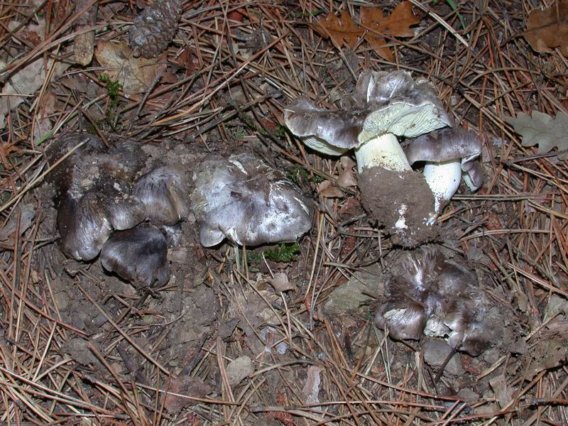 Escursione mirata   a Tricholoma portentosum